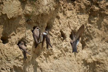 Sand martin colony in a river bank