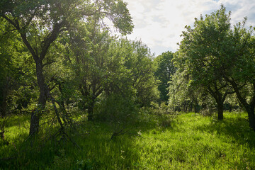 Unkempt plum orchard