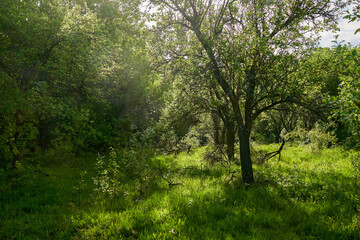 Unkempt plum orchard