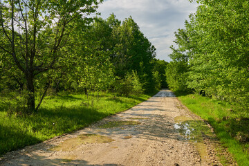 Muddy road in the forest
