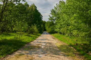 Obraz premium Muddy road in the forest