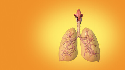 3D medical concept of human lungs