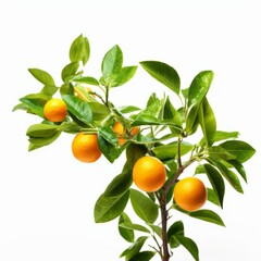 Orange tree branch with green leaves nature white background generative AI