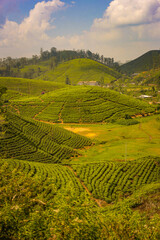 Fototapeta na wymiar Tea plantations. Sri Lanka