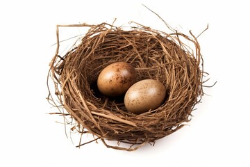 nest with eggs