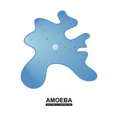 Amoeba is a type of cell or unicellular organism with the ability to alter its shape. Amoeboid or ameba are found in every major lineage of eukaryotic organisms. flat illustration isolated. vector