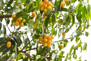 Marian plum fruit in marian plum tree in the garden tropical fruit orchard, Name in Thailand Sweet Yellow Marian Plum Maprang Plango or Mayong chid