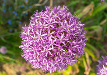 Allium Giganteum Violet Flower Ball, Blooming Onion