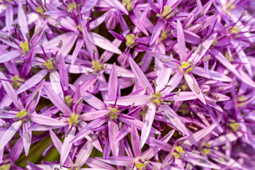 Allium Giganteum Violet Flower Ball, Blooming Onion - obrazy, fototapety, plakaty