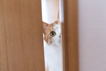 ドア越しに見つめる猫　茶トラ白