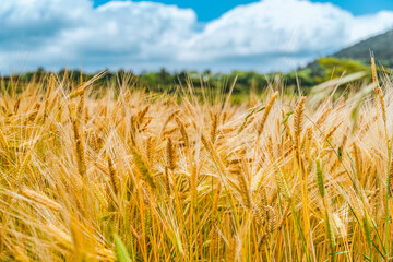 Yellow barley is growing well in the field © yonghoe