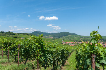 Fototapeta na wymiar Ortsotale von Birkweiler mit Weinbergen und Pfälzerwald im Hintergrund. Region Pfalz im Bundesland Rheinland-Pfalz in Deutschland