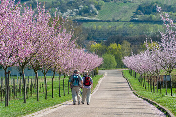Wanderer vor der der Mandelblüte am Hofgut und ehemaligen Kloster Geilweilerhof bei Siebeldingen. Region Pfalz im Bundesland Rheinland-Pfalz in Deutschland