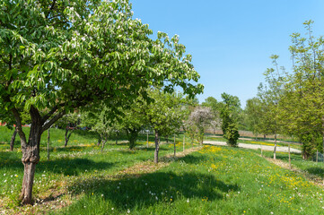 Landschaft mit blühenden Obstbäumen und Frühlingswiese beim Geilweilerhof in Siebeldingen. Region Pfalz im Bundesland Rheinland-Pfalz in Deutschland
