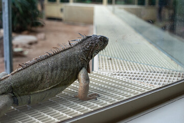 large iguana takes interest in the visitors of the zoo