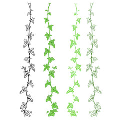 Ivy. Hand drawn set , 4 isolated branches on a white background. Vector design elements .