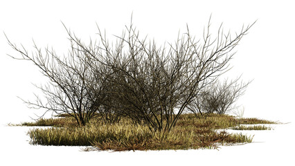 dry bushes and grass in the savanna, isolated on transparent background - 610236149