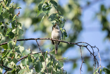 nightingale songbird sits on a branch and sings on a spring sunny day