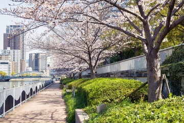 中之島遊歩道の春