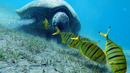 Green turtles are the largest of all sea turtles. A typical adult is 3 to 4 feet long and weighs...