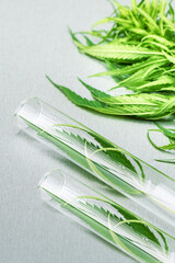 cannabis in glass tube for experiment, analysis. Cannabis plants on the table in lab. - obrazy, fototapety, plakaty
