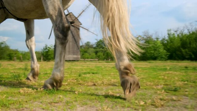Close-up of the white horse's hooves and legs in the arena while the horse is moving. Bottom view. Slow motion.