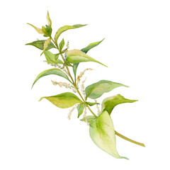 Hand drawn watercolor nettle plant and leaves coloring dye, for hobby, handmade fabric. Botanical illustration isolated object on white background. Shop logo, print, website, business card, booklet