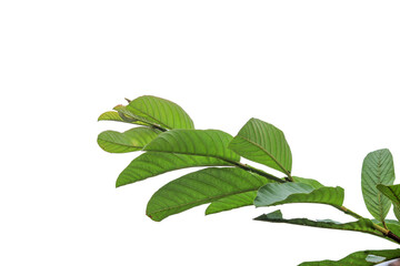 close up of fresh green guava leaves isolated transparent background png