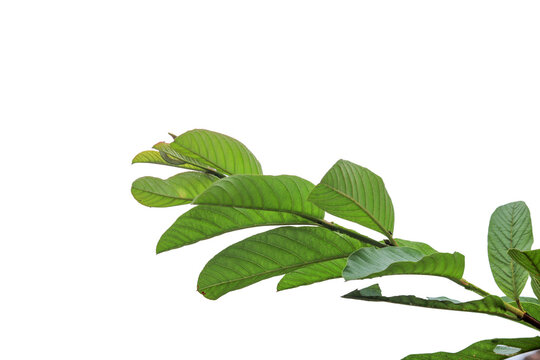 close up of fresh green guava leaves isolated transparent background png