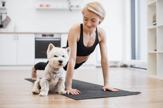 Calm West Highland White Terrier slowly falling asleep while female owner exercising arm balance yoga pose in home interior. Caucasian woman boosting mood and health while practising Phalakasana.
