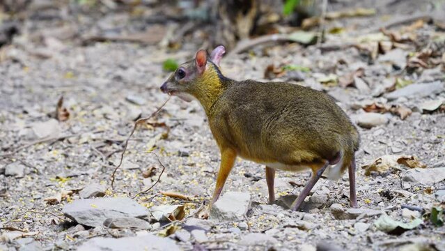 Lesser Mouse Deer (Tragulus javanicus) in the forest