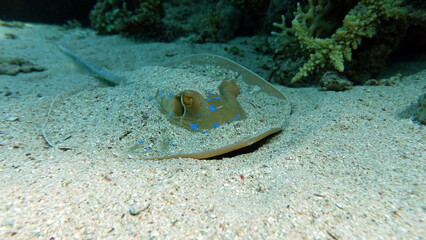 Stingrays - Batoidea  Taeniura lymma. Stingray Family, Spotted Stingrays. Taeniura lymma.  © Vitalii6447