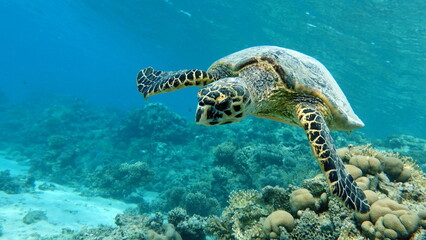 Hawksbill sea turtle (CR species) Hawksbill Turtle - Eretmochelys imbricata.