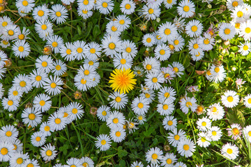 daisies flowers in a garden at spring in France