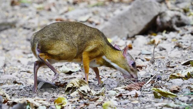 Lesser Mouse Deer (Tragulus javanicus) in the forest