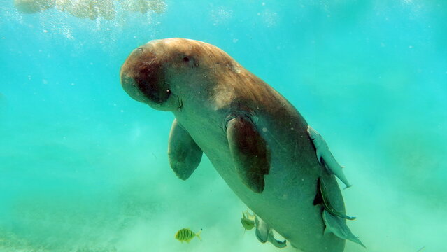 Dugongo Bilder Durchsuchen 461 Archivfotos, und Videos