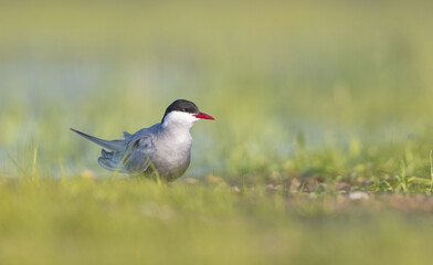 Whiskered tern - adult bird at a wetland in spring