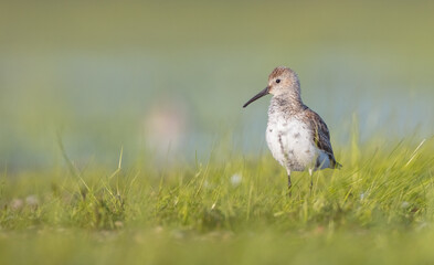 Dunlin - adult bird at a wetland on the spring migration 