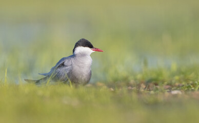 Obraz premium Whiskered tern - adult bird at a wetland in spring