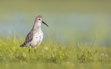 Dunlin - adult bird at a wetland on the spring migration 
