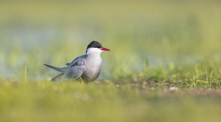 Chlidonias hybrida - adult bird at a wetland in spring