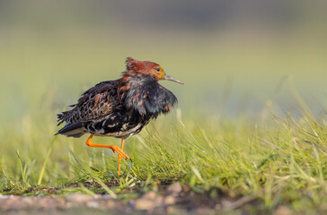 Ruff - male bird at a wetland on the mating season in spring