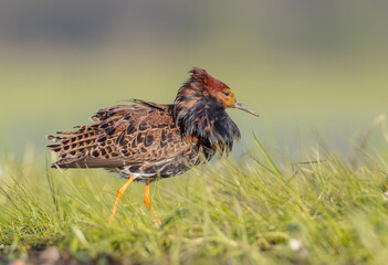 Ruff - male bird at a wetland on the mating season in spring