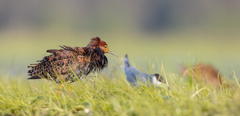 Ruff - male bird at a wetland on the mating season in spring