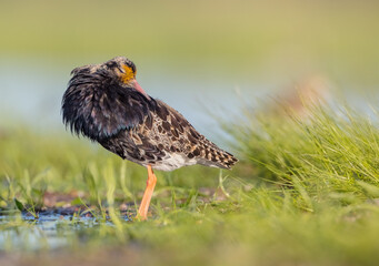 Ruff - male bird at a wetland on the mating season in spring