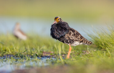 Ruff - male bird at a wetland on the mating season in spring