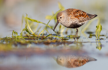 Dunlin - adult bird at a wetland on the spring migration 