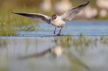 Black-headed Gull - at the mating season in spring at a wetland