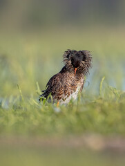 Ruff - male bird at a wetland on the mating season in spring