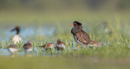Ruff - male bird at a wetland on the mating season in spring